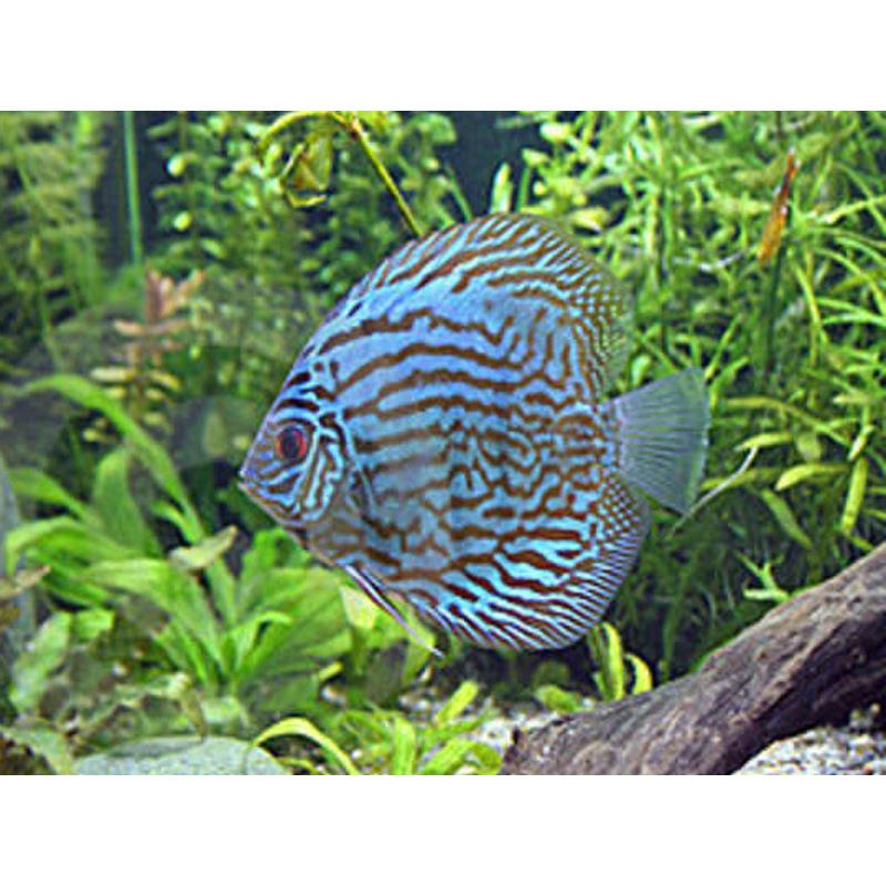 Symphysodon blue turquoise - imagine 4